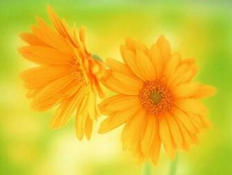 Flowers For Flower Lovers Daisy HD Desktop Wallpaper