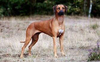 Best Hound Dog Background Funny