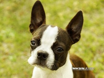 Boston Terrier Wallpaper