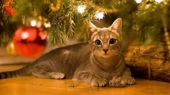 Christmas Cat Wallpaper Related Keywords Amp Suggestions
