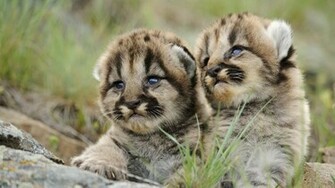 Animals Wallpaper Full HD Background Image