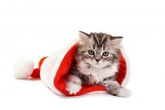 Wallpaper White Cat Kitten New Year Christmas