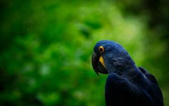 Animal Hyacinth Macaw Wallpaper