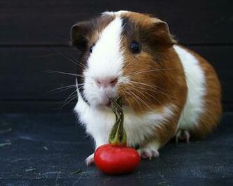 Guinea Pig Wallpaper