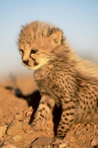 Cute Cheetah Cub Photo