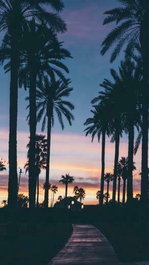 Evening With Palm Trees Wallpaper iPhone