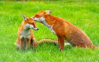 Red Fox Wallpaper Picture X