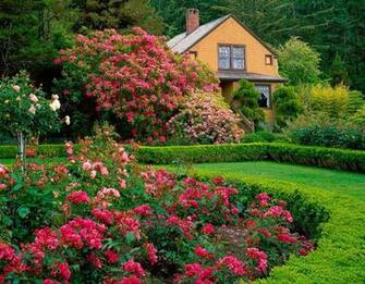 Bed Of Roses High Quality And Resolution Wallpaper On