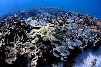 Scuba Diving Wallpaper High Resolution