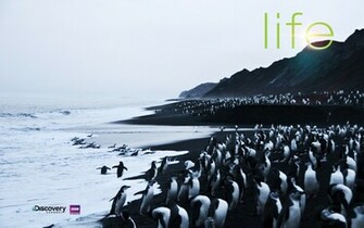 Discovery Channel Life Theme And Wallpaper For Windows