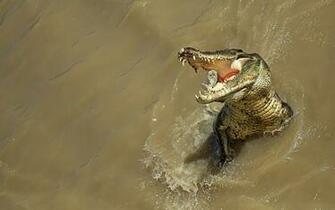 Wildlife Alligator New HD Wallpaper