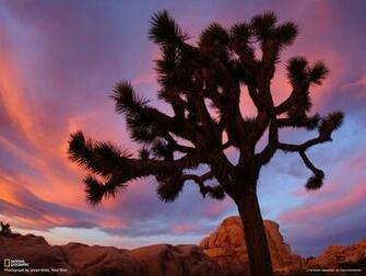 Joshua Tree Wallpaper