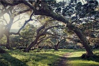 Into The Woods Wallpaper Mooi Goete