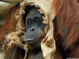 Funny Monkey Pictures All Wallpaper New