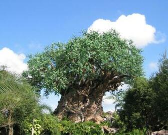 The Tree Of Life Animal Kingdom