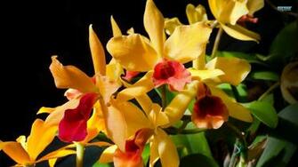 Orchid HD Flower Wallpaper Purple Tulip