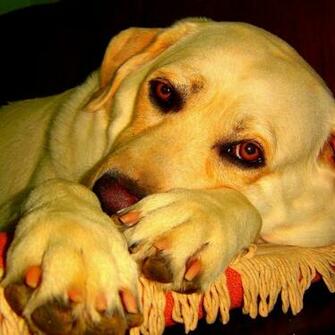 Yellow Lab Dog iPad Wallpaper Eliot S Pothole On The Information