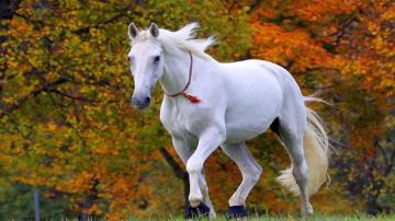 Horse Wallpaper
