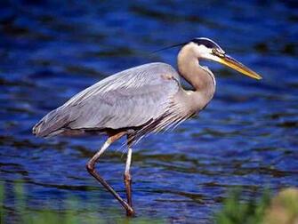When Heron Shows Herself It Is Time To Meet A Situation Head On