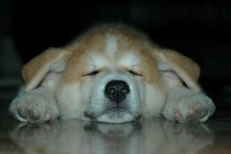 All Wallpaper Akita Puppies HD