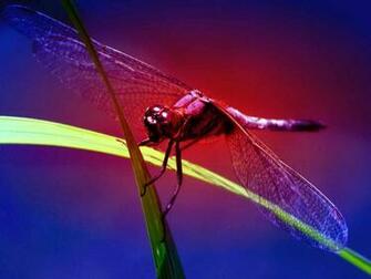 HD Wallpaper Dragonfly