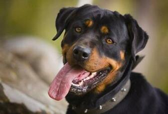 Wallpaper Rottweiler Funny Doblelol