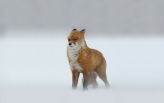 HD Anmimal Wallpaper Of A Red Fox In Snowstorm Foxes