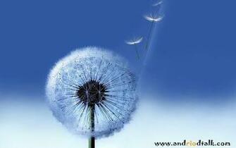 HD Galaxy S3 Dandelion Wallpaper For Pc Desktop Jpg