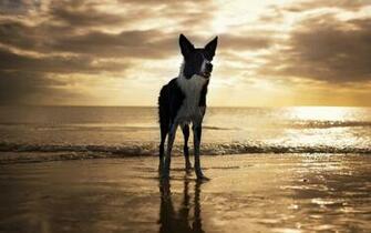 Border Collie Computer Wallpaper Desktop Background