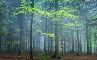 Wallpaper Forest Spring Fog Nature