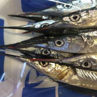 Pacific Saury Wallpaper