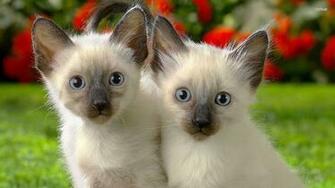 Siamese Kitten Wallpaper