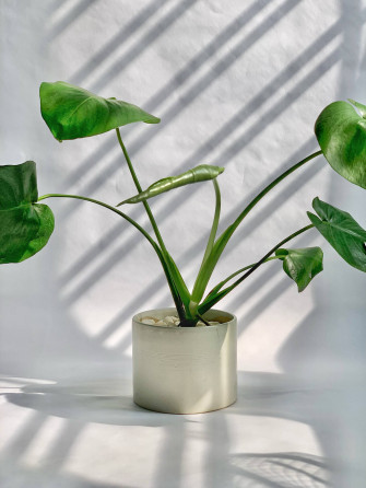 Top Plant Aesthetic Wallpaper Full HD 4k To Use