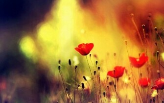 Poppies Bokeh Red Flowers HD Wallpaper New