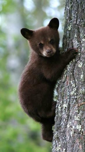 3wallpaper Best Wallpaper For All iPhone Retina Bear