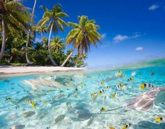 Fish Fishes Tropical Ocean Sea Reef Beah Wallpaper Background