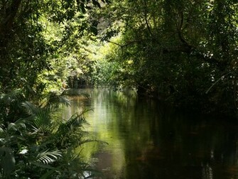 Jungle Wallpaper