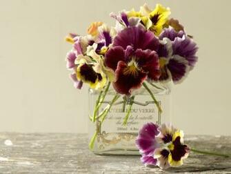 Pansy Flowers Wallpaper HD Pictures One