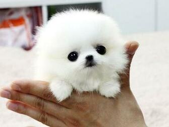 Pomeranian Teacup Full Grown