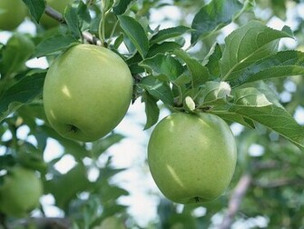 Apple Tree Wallpaper Du061 Fruit