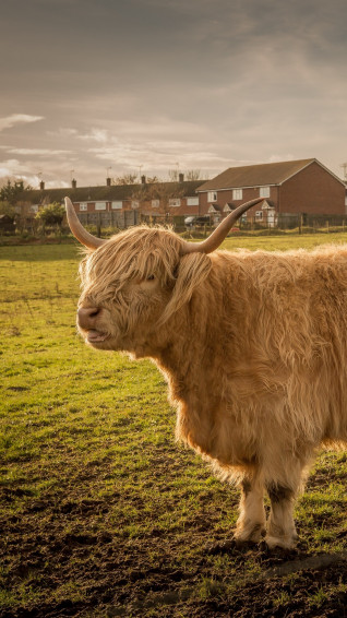 Cow Animals HD 5k For iPhone Wallpaper