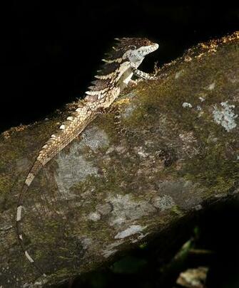 Lizards Image Anaimalai Spiny Lizard Wallpaper And