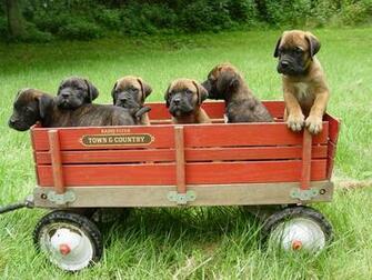The Beautiful Bullmastiff Wallpaper