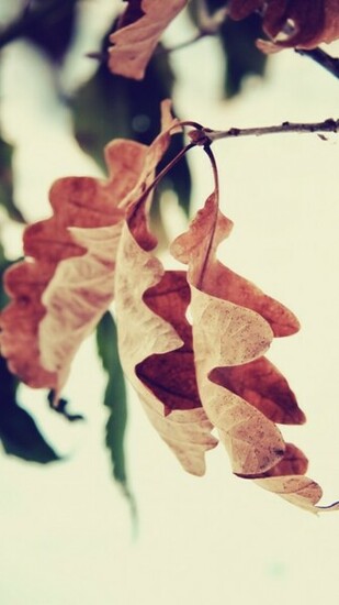 Autumn Leaf Surface Rt Wallpaper