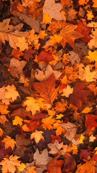 Fall Leaves Wallpaper