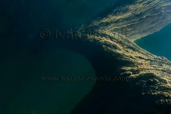 Real Aquarium Background