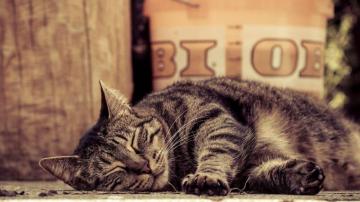 Tabby Cat Wallpaper