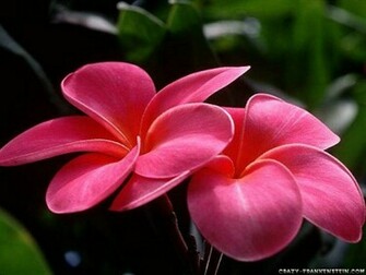 Beautyful Flowers Lovely Wallpaper