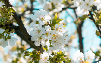 Spring Wallpaper