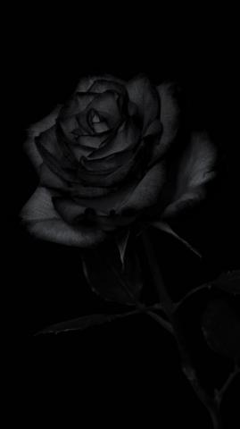 Best Black Rose Pictures Image